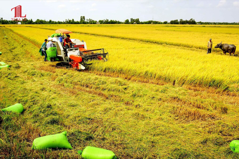 Miễn thuế sử dụng đất nông nghiệp đến 2030: Cú hích nông thôn 