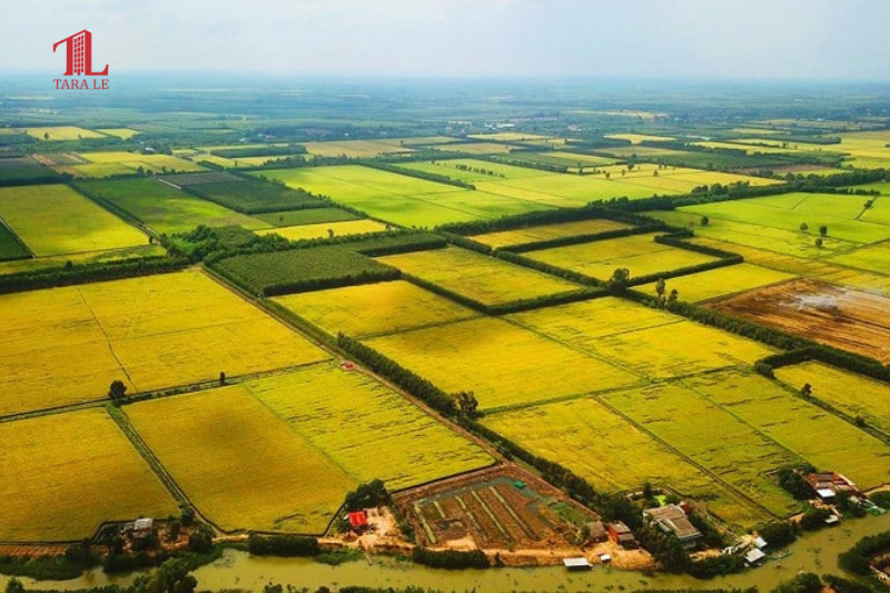 Miễn thuế sử dụng đất nông nghiệp đến 2030: Cú hích nông thôn 