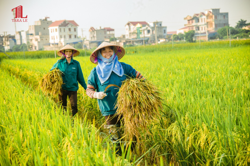Miễn Thuế Đất Nông Nghiệp Tới 2030 – Cú Hích Lớn