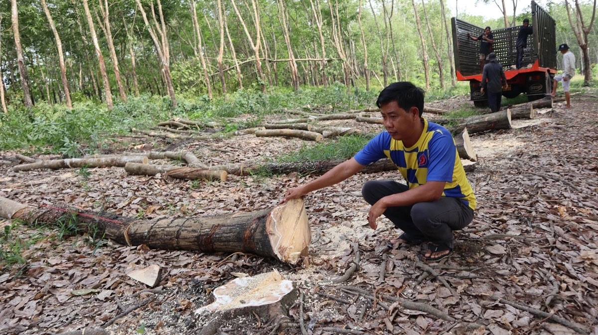 Cao tốc TP.HCM – Chơn Thành: gấp rút giải phóng mặt bằng